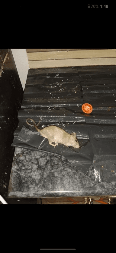 Expert Glue Trap Mouse Catcher - Sticky Board Catch Rat & Insects